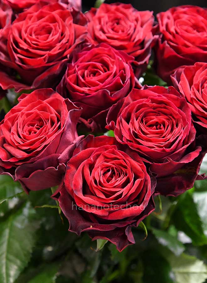 バラ アマダ＋｜花の手帖の薔薇図鑑