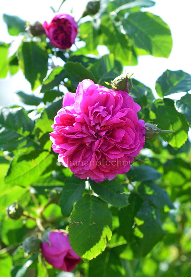 バラ アマンダ パテノット｜花の手帖の薔薇図鑑