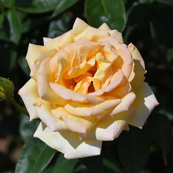 バラ 天津乙女｜花の手帖の薔薇図鑑