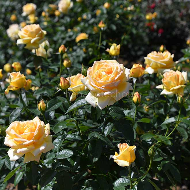 バラ 天津乙女｜花の手帖の薔薇図鑑