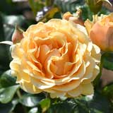 バラ アンバークイーン｜花の手帖の薔薇図鑑