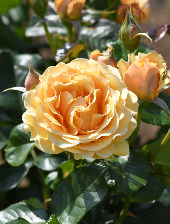 バラ アンバー クイーン｜花の手帖の薔薇図鑑