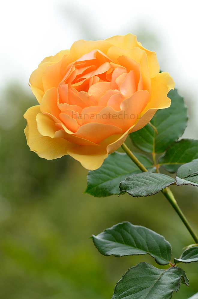 バラ アンバー クイーン｜花の手帖の薔薇図鑑