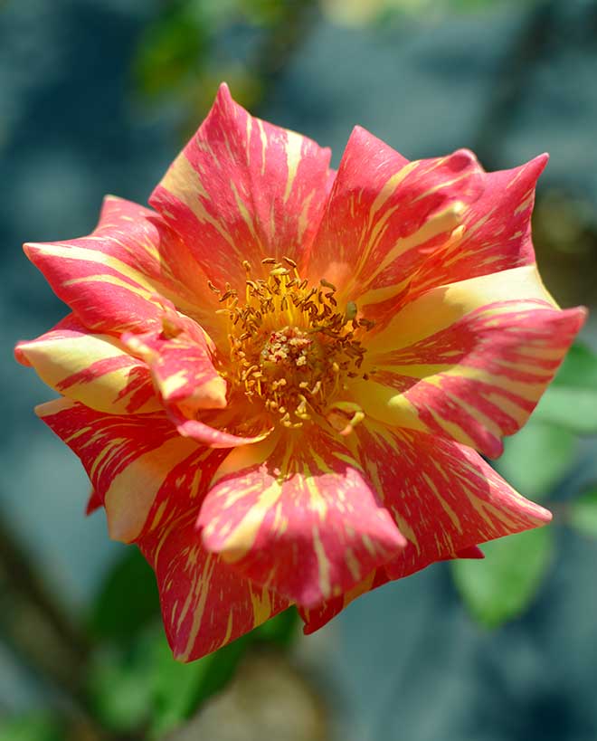 バラ アンボス フンケン｜花の手帖の薔薇図鑑