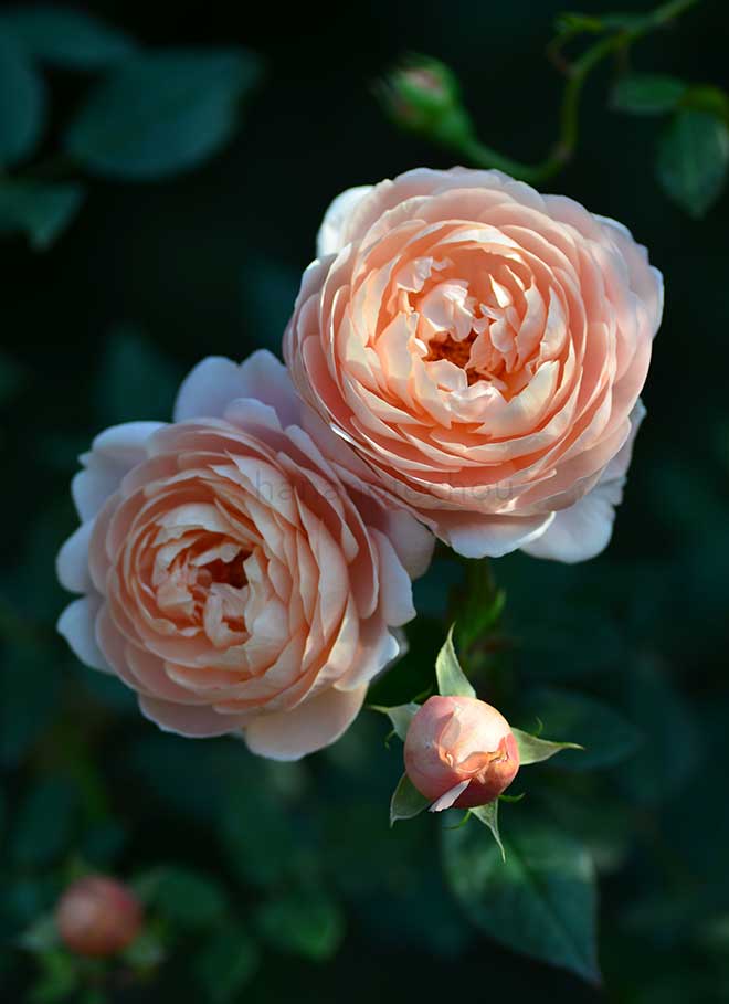 バラ アンブリッジ ローズ｜花の手帖の薔薇図鑑