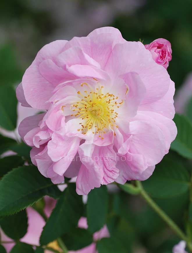 バラ アメリア｜花の手帖の薔薇図鑑