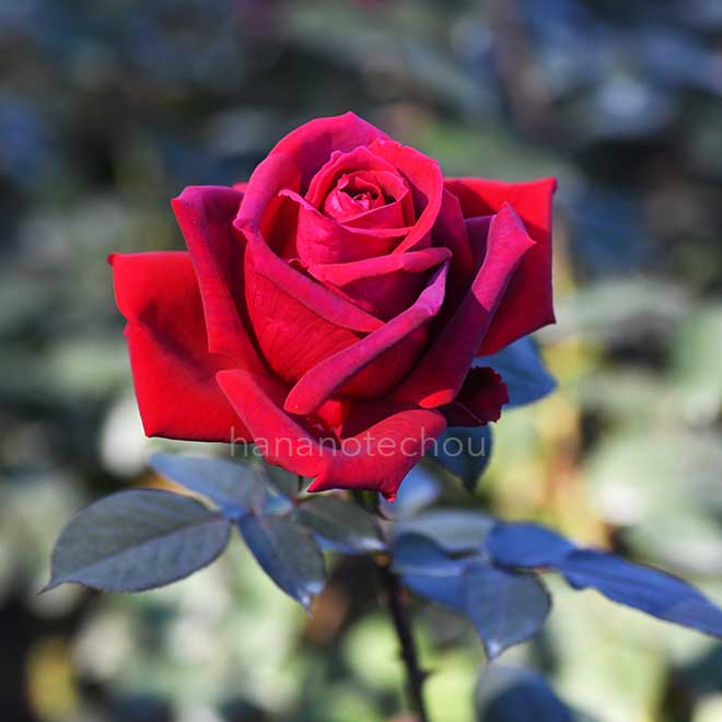 バラ アメリカーナ｜花の手帖の薔薇図鑑