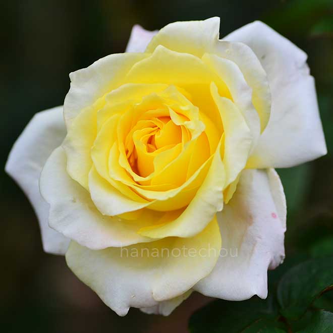 バラ アメリカン ヘリテイジ｜花の手帖の薔薇図鑑