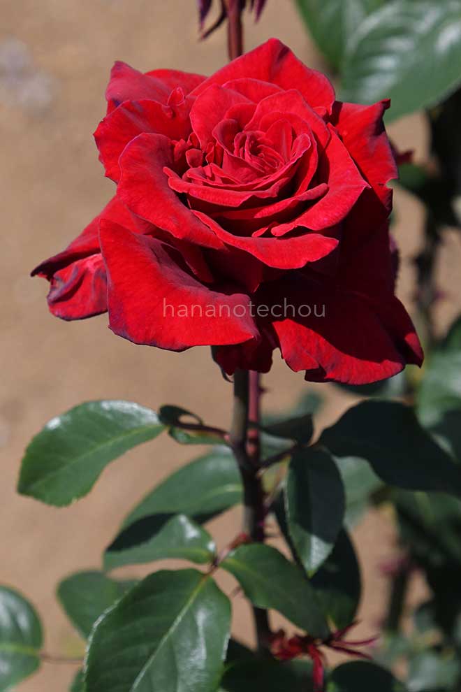 バラ アメリカン スピリット｜花の手帖の薔薇図鑑