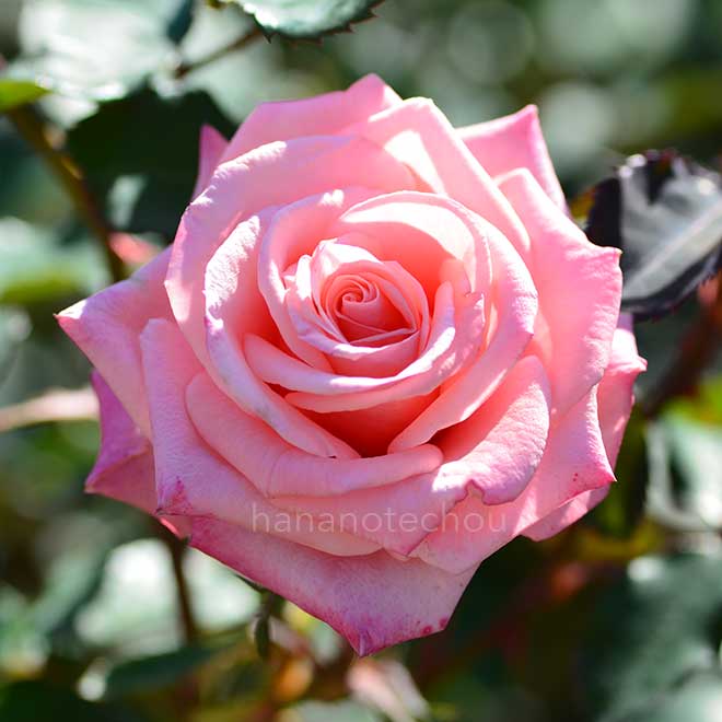 バラ アメリカズ ジュニア ミス｜花の手帖の薔薇図鑑