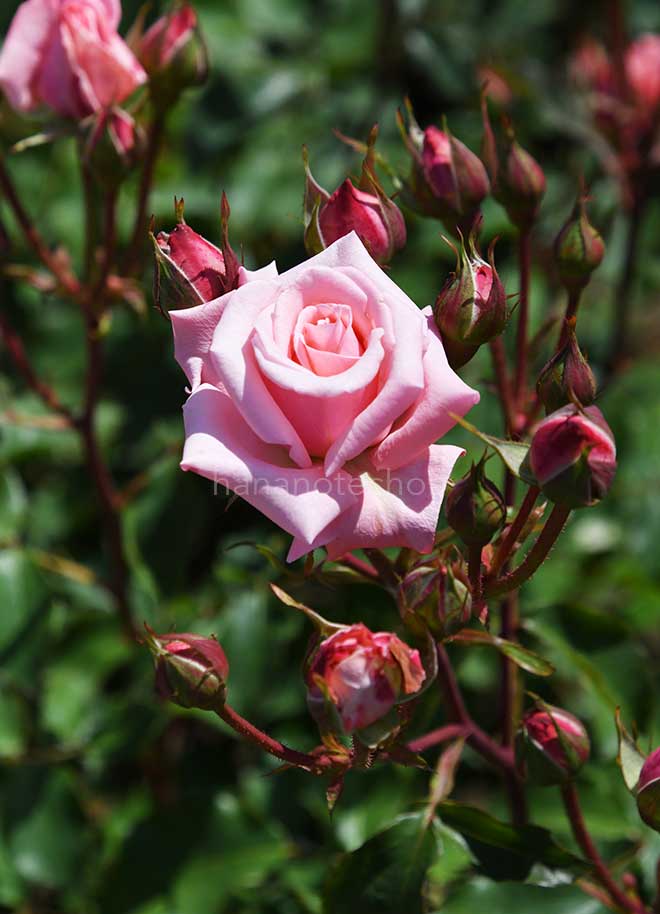 バラ アメリカズ ジュニア ミス｜花の手帖の薔薇図鑑