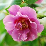 バラ アメジスト バビロン｜花の手帖の薔薇図鑑