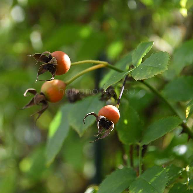 バラ アメジスト バビロン｜花の手帖の薔薇図鑑