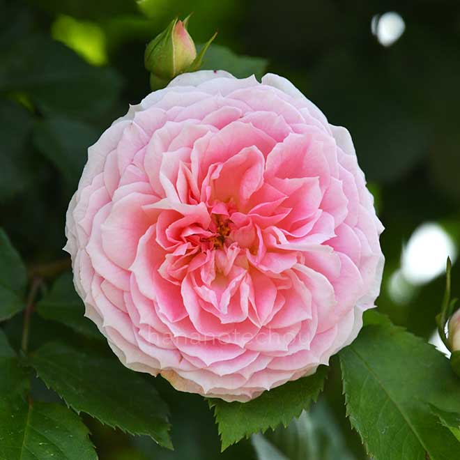バラ アミ ロマンティカ｜花の手帖の薔薇図鑑