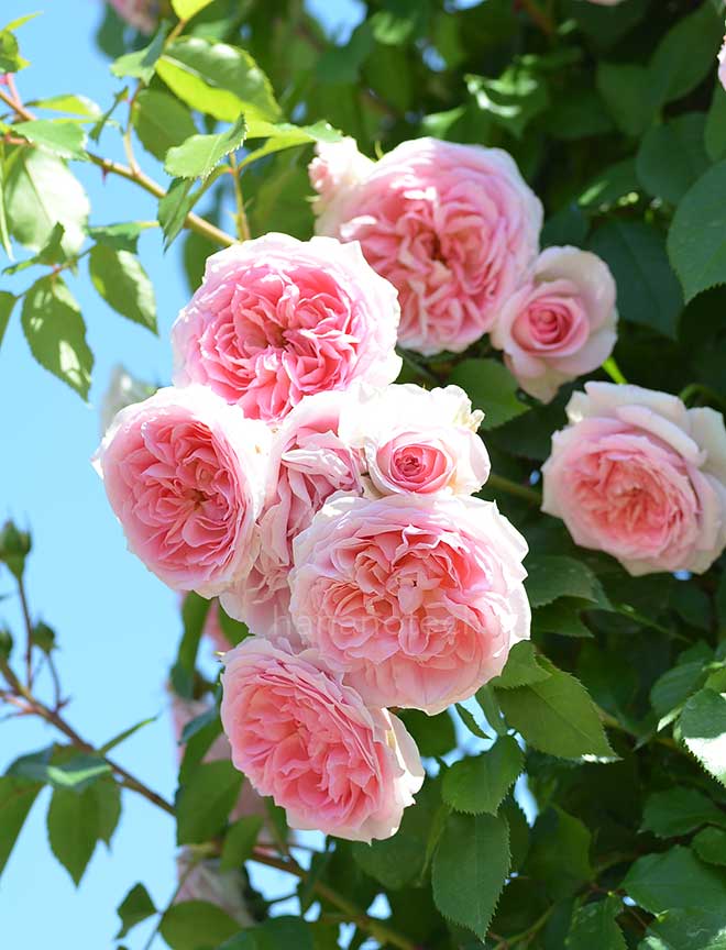 バラ アミ ロマンティカ｜花の手帖の薔薇図鑑