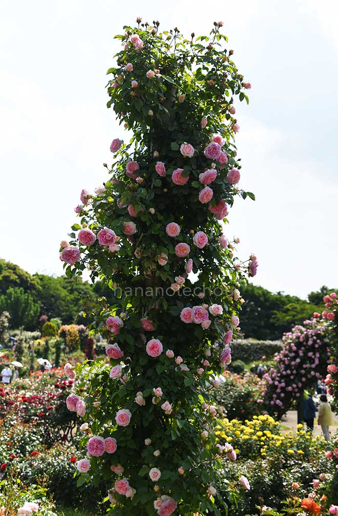 バラ アミ ロマンティカ｜花の手帖の薔薇図鑑