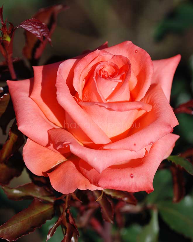 バラ アナベル｜花の手帖の薔薇図鑑