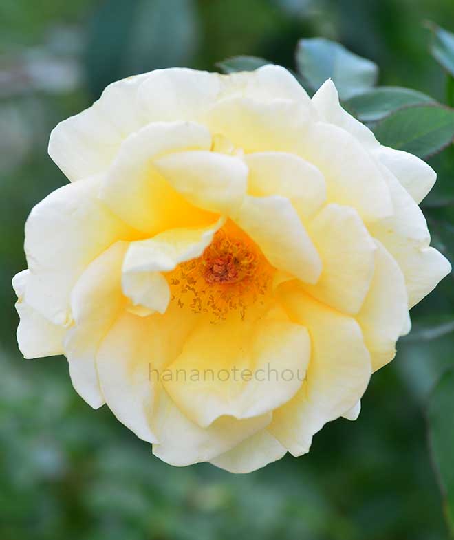 バラ アンドレ グランディエ｜花の手帖の薔薇図鑑