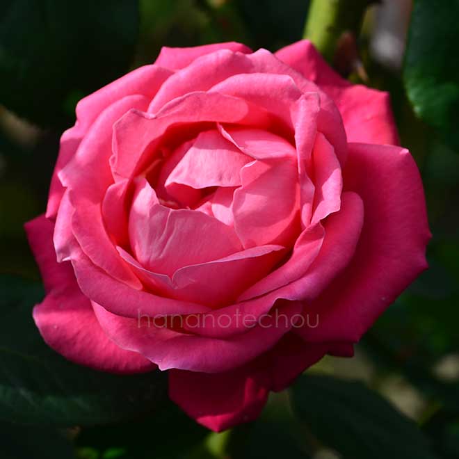 バラ アンドレ ペルネ｜花の手帖の薔薇図鑑