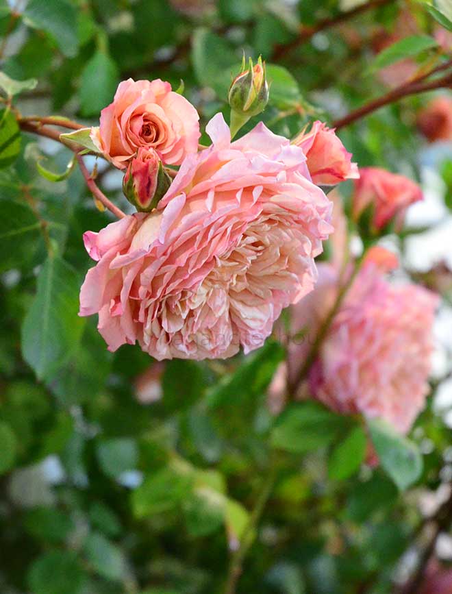 バラ アンドレトゥルカ｜花の手帖の薔薇図鑑