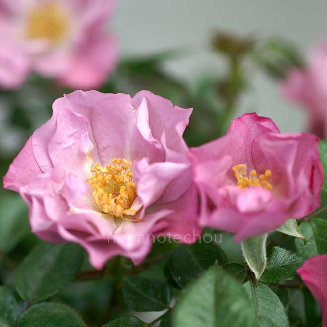 バラ エンジェル ダーリン｜花の手帖の薔薇図鑑