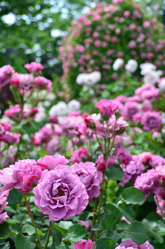 バラ エンジェル フェイス｜花の手帖の薔薇図鑑