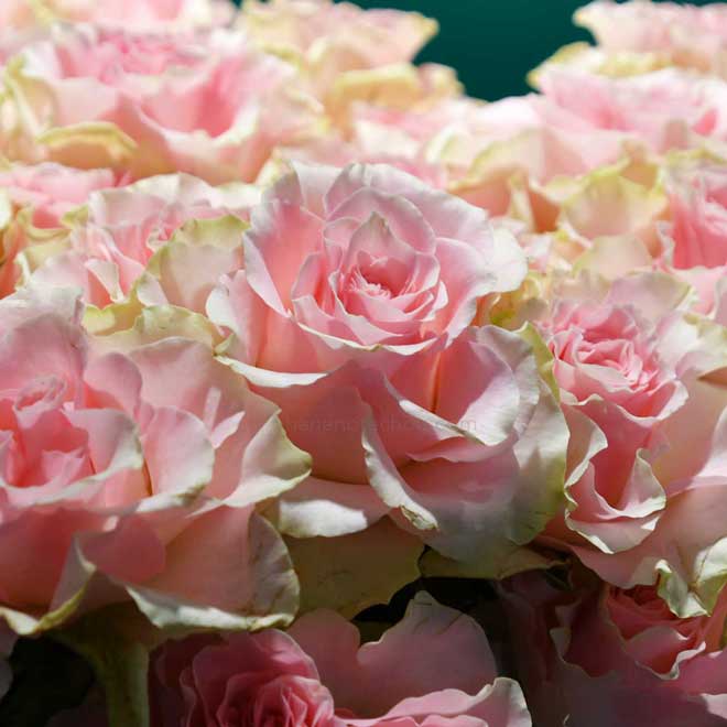 バラ エンジェルキス＋｜花の手帖の薔薇図鑑