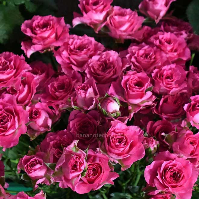 バラ エンジェルローラ｜花の手帖の薔薇図鑑