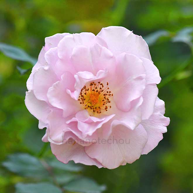 バラ エンジェル スマイル｜花の手帖の薔薇図鑑