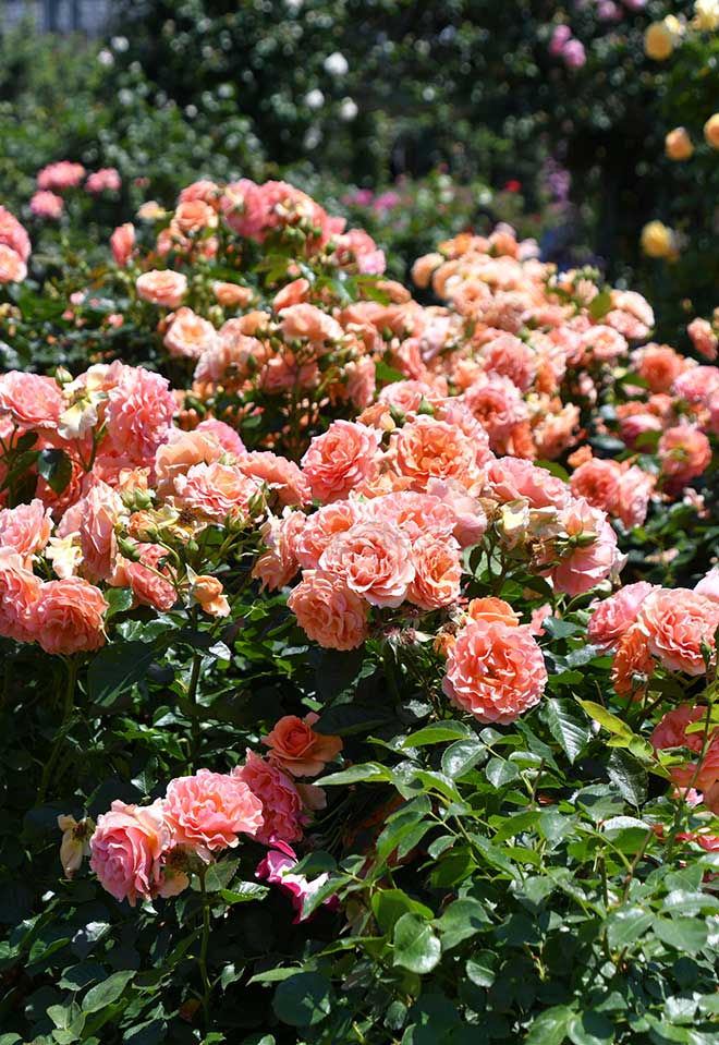 バラ 杏奈｜花の手帖の薔薇図鑑