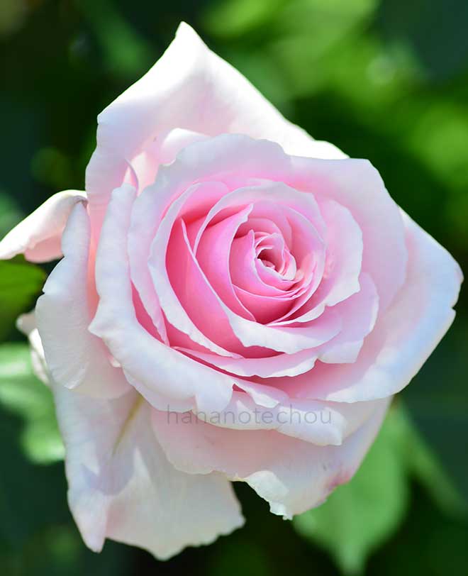 バラ アンナ パブロワ｜花の手帖の薔薇図鑑