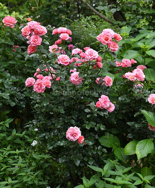 バラ アンヌ ビルンハク｜花の手帖の薔薇図鑑