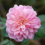 バラ アンヌボレイン｜花の手帖の薔薇図鑑