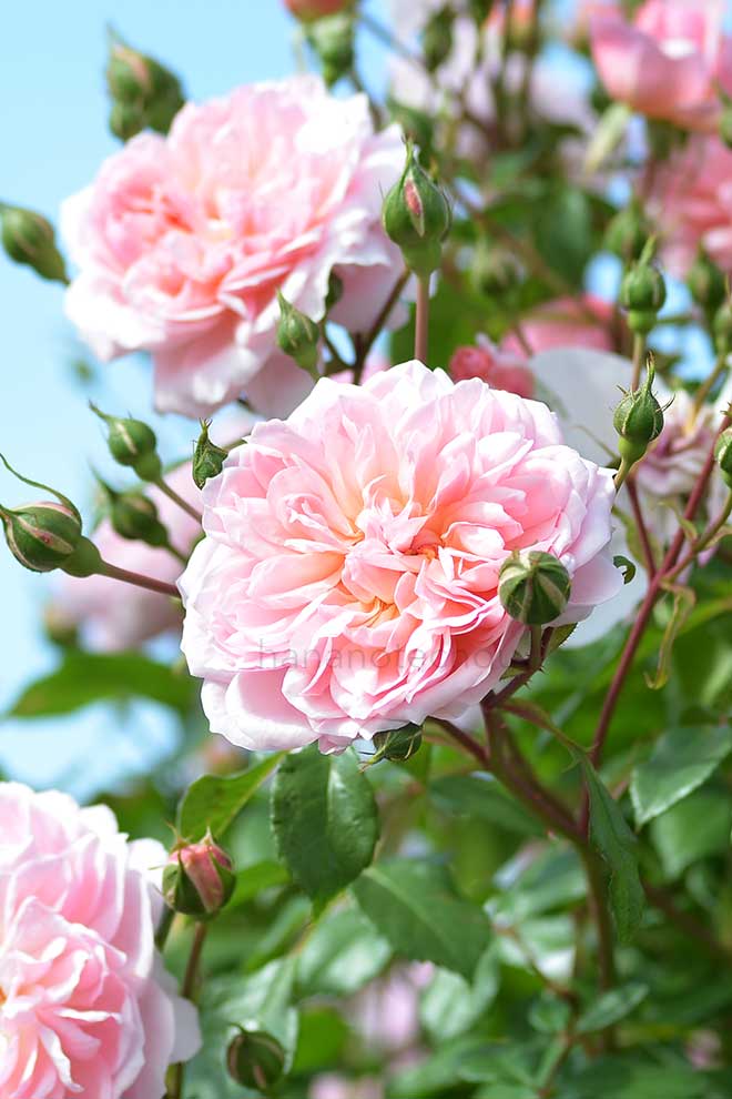 バラ アンヌ ボレイン｜花の手帖の薔薇図鑑