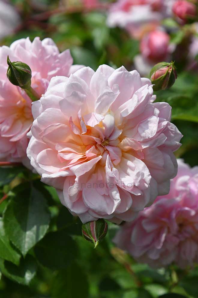 バラ アンヌ ボレイン｜花の手帖の薔薇図鑑