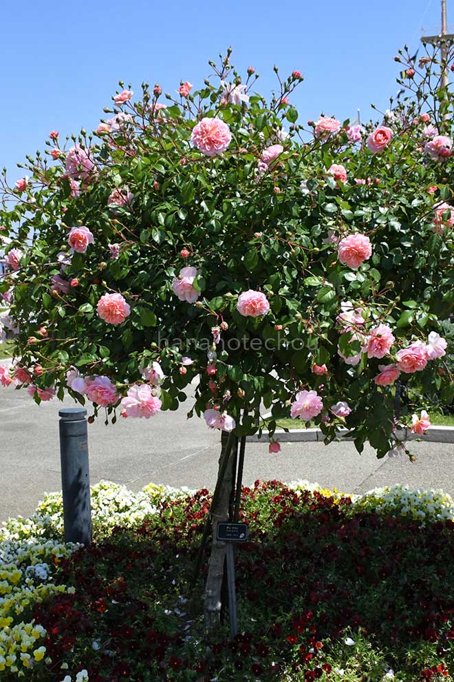 バラ アンヌ ボレイン｜花の手帖の薔薇図鑑