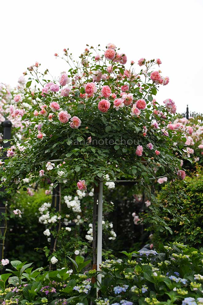 バラ アンヌ ボレイン｜花の手帖の薔薇図鑑