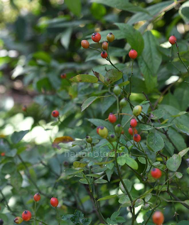 バラ アンヌ マリー ドゥ モントラベル｜花の手帖の薔薇図鑑