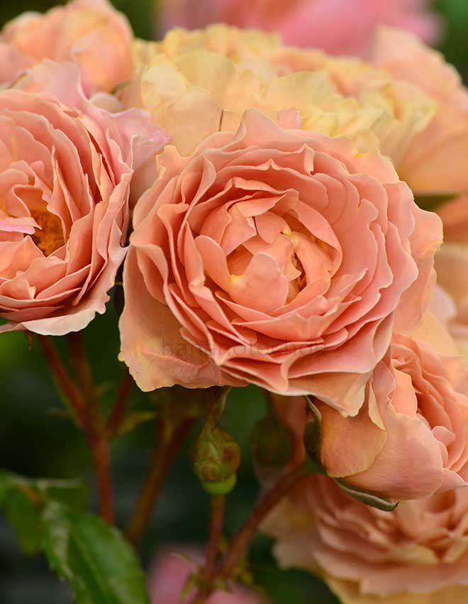 バラ 杏｜花の手帖の薔薇図鑑