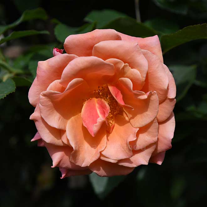 バラ アン ヘンダーソン｜花の手帖の薔薇図鑑