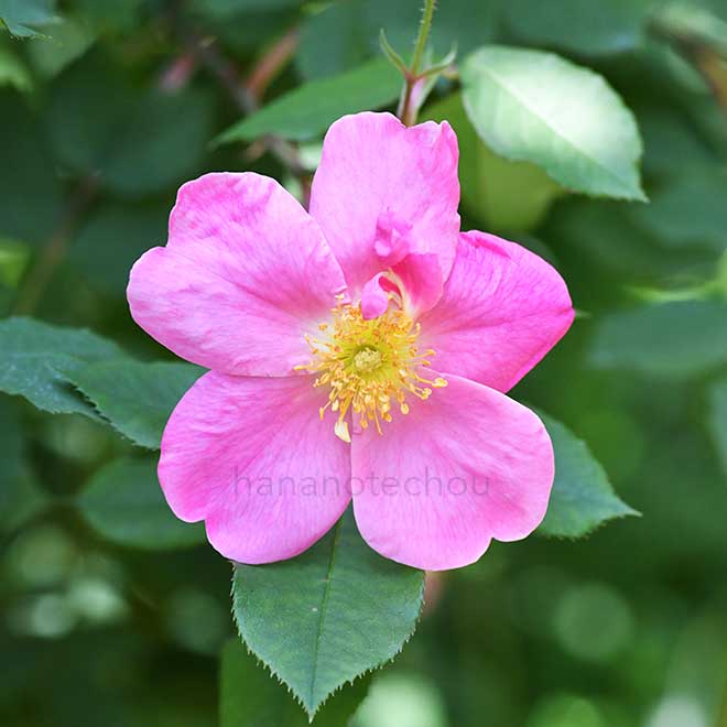 バラ アン｜花の手帖の薔薇図鑑