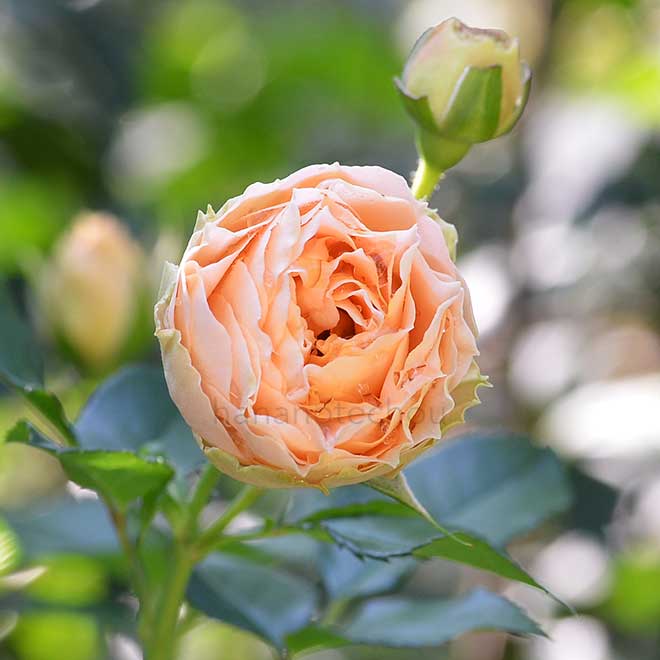 バラ アンティーク レース｜花の手帖の薔薇図鑑