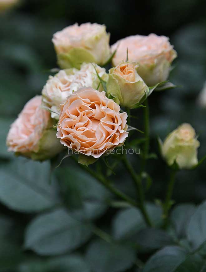 バラ アンティーク レース｜花の手帖の薔薇図鑑