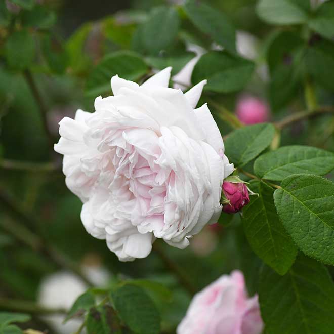 バラ アントニア ドルモア｜花の手帖の薔薇図鑑