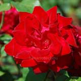 バラ アントニア リッジ｜花の手帖の薔薇図鑑