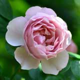 バラ アントニオガウディ｜花の手帖の薔薇図鑑