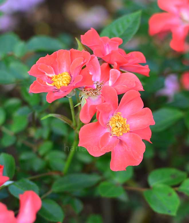 バラ エニータイム｜花の手帖の薔薇図鑑
