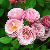 バラ あおい｜花の手帖の薔薇図鑑