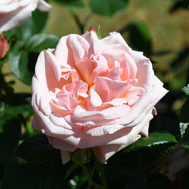 バラ アフロディーテ
｜花の手帖の薔薇図鑑