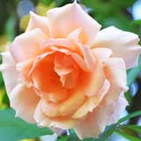 バラ アプリコットキャンディ｜花の手帖の薔薇図鑑